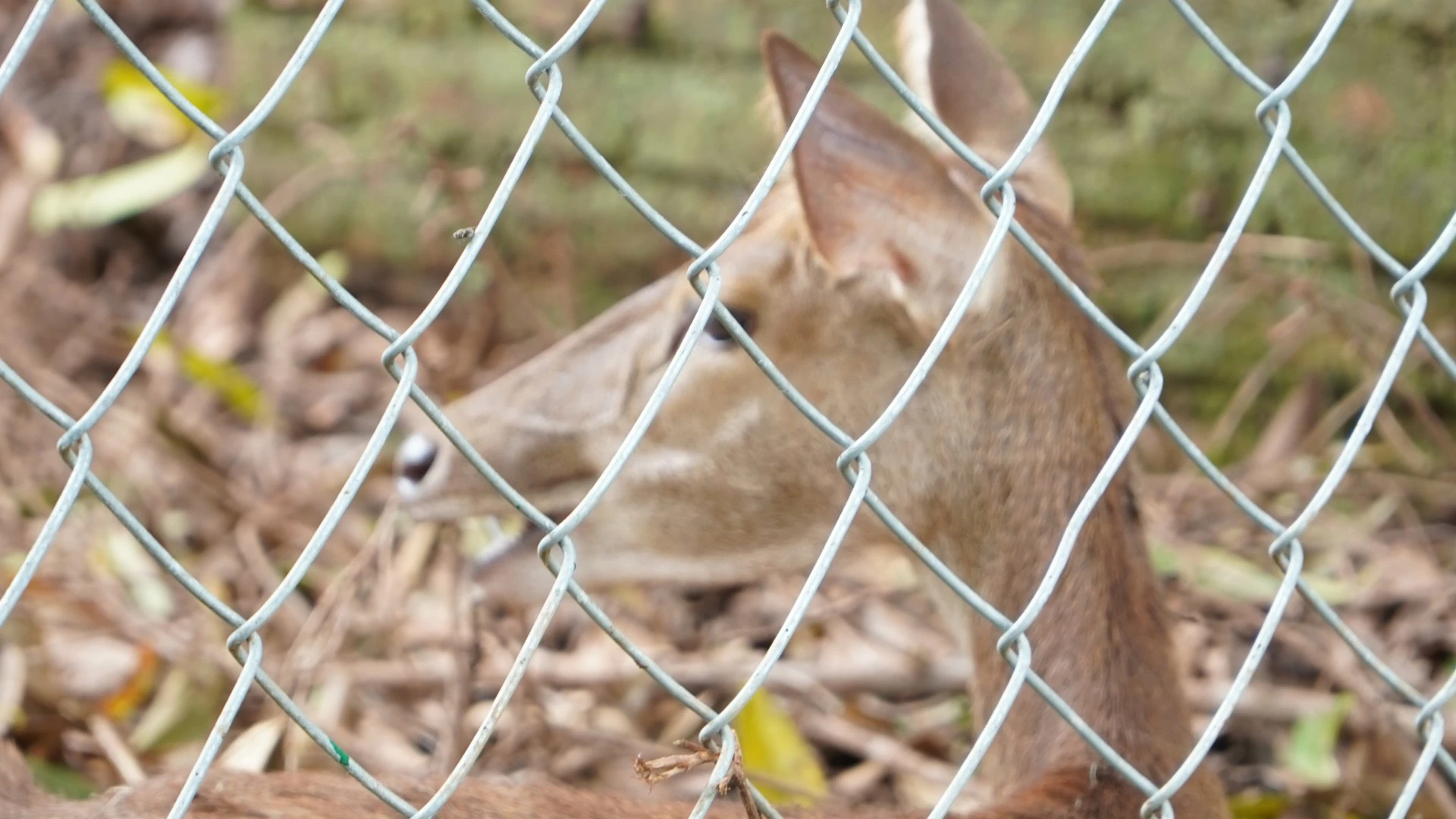 Animal Cage