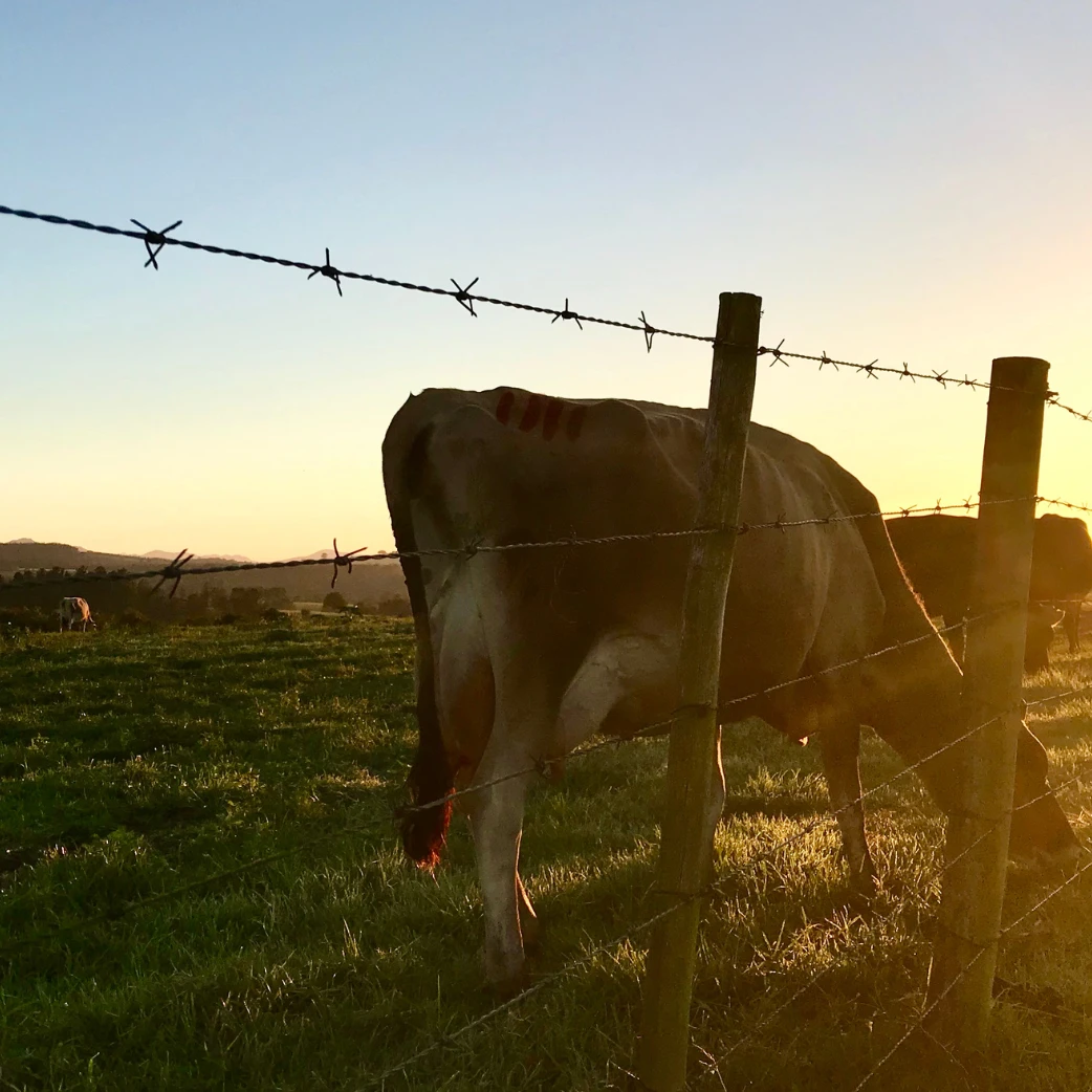 Livestock Farming