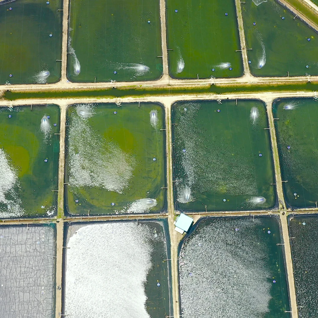Aquaculture